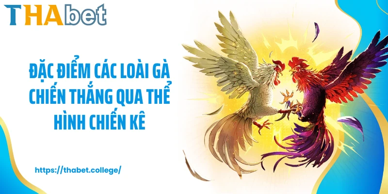 Đặc điểm các loài gà chiến thắng qua thể hình chiến kê