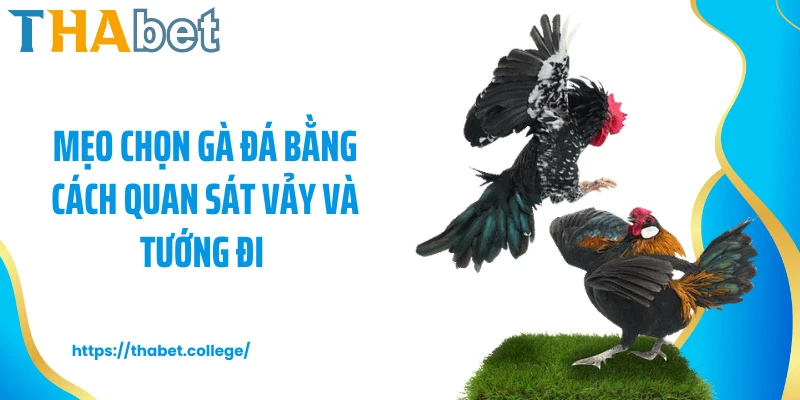 Mẹo chọn gà đá bằng cách quan sát vảy và tướng đi 